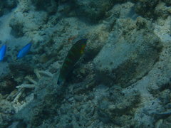 Halichoeres melanurus