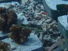 Halichoeres nebulosus