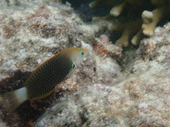Halichoeres podostigma