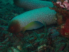 Halichoeres prosopeion