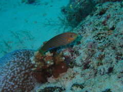 Halichoeres melanurus