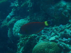 Pseudodax moluccanus