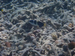 Thalassoma jansenii