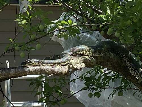 Diamond Python sighting