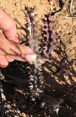 Quaqua mammillaris