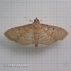 Herpetogramma rudis