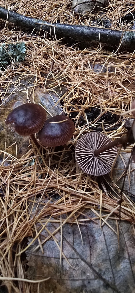 Gymnopus sp. 'CA01' · November 2025 · photo: © leannestacy (iNaturalist, cc0)