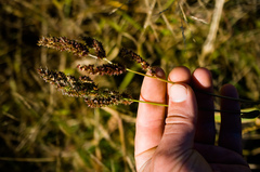 Echinochloa muricata microstachya