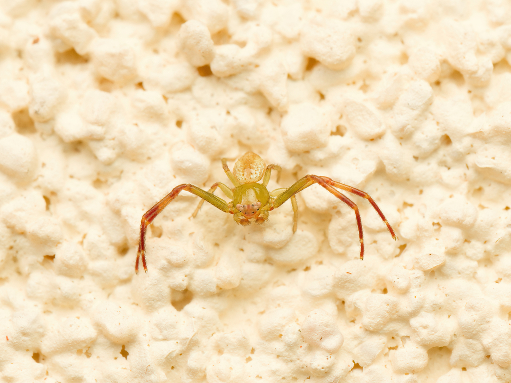 Misumessus bishopae