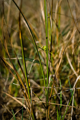 Carex viridula