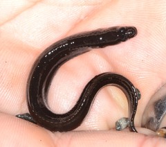 Black Prickleback photo 2