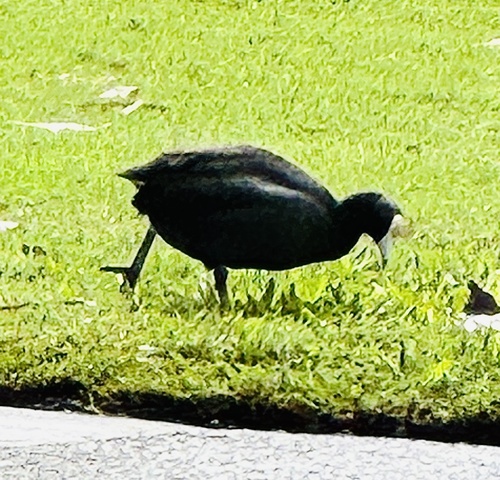 Fulica alai observed 2025-11-22