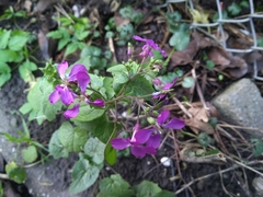 Lunaria annua