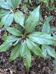 Neolitsea aciculata