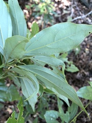 Neolitsea aciculata