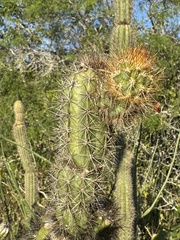 Pilosocereus gaumeri, photograph (c) chrisdt, some rights reserved (CC BY)