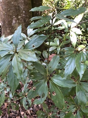 Neolitsea aciculata
