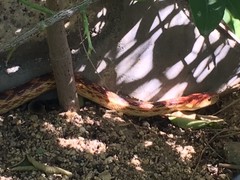 Pituophis vertebralis