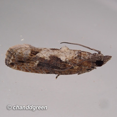 Strepsicrates semicanella