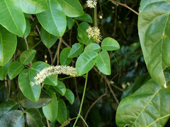 Entada phaseoloides, photograph (c) Steve Fitzgerald, some rights reserved (CC BY-SA)