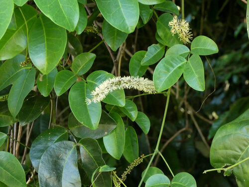 Entada phaseoloides, photograph 5