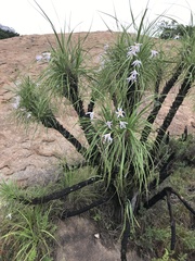 Xerophyta retinervis