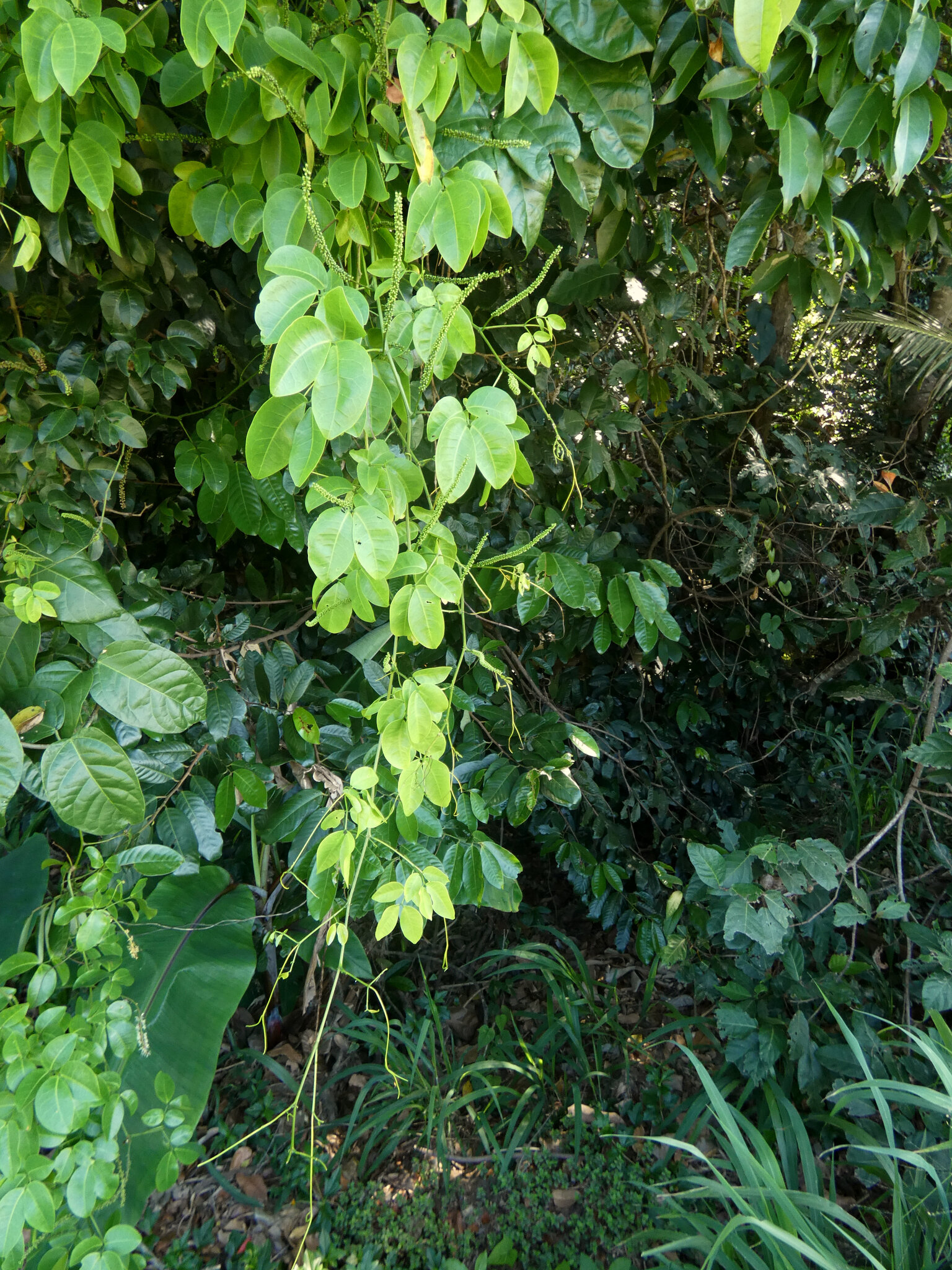 Matchbox Bean (Entada phaseoloides)
