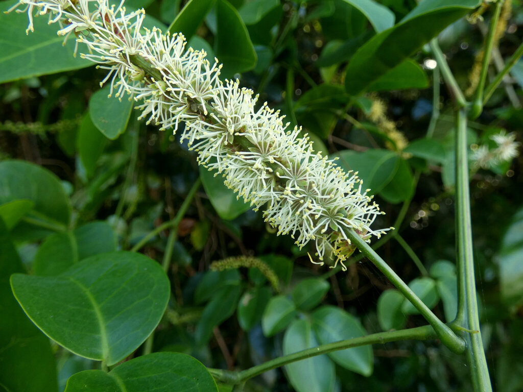 Entada phaseoloides; photograph (c) Steve Fitzgerald, some rights reserved (CC BY-SA)