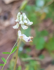 Vicia pulchella