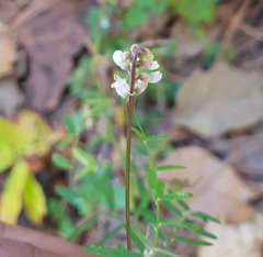 Vicia pulchella