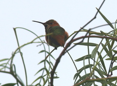 Selasphorus sasin