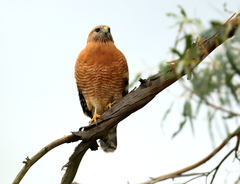 Buteo lineatus