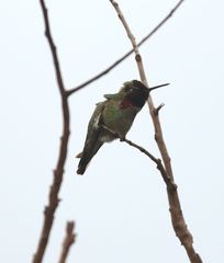 Calypte anna