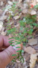 Vicia pulchella