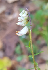 Vicia pulchella