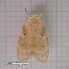 Schistophleps bipuncta