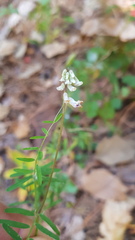 Vicia pulchella