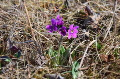 Primula pumila