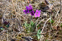 Primula pumila