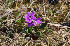 Primula pumila