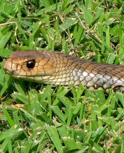 Eastern Brown Snake sighting