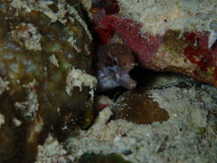 Gymnothorax zonipectis