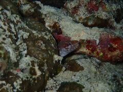 Gymnothorax zonipectis