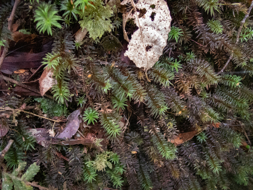 Pogonatum cirratum observed 2025-10-12