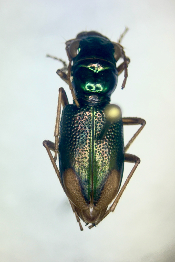 Tetracha pseudodistinguenda