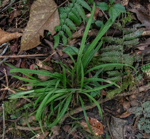 Carex perakensis, 2025-10-12