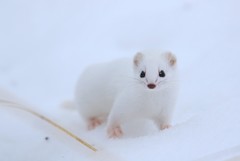 Least Weasel photo 2
