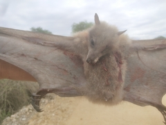 Pteropodidae