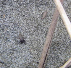 Paradorydium