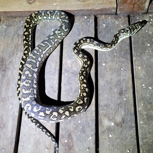 Coastal Carpet Python sighting